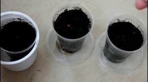 Вашингтония робуста. Посев семян. Всходы.