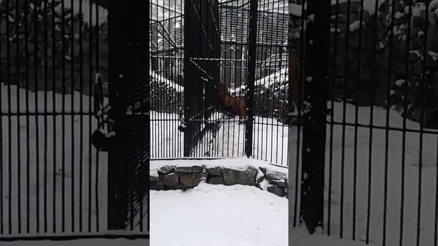 "Разговор" африканского льва смотреть онлайн