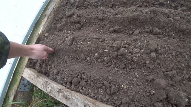 Сажаем Каштаны. Как посадить каштаны!