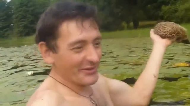 Как ежики купаются Подводная съемка, смотреть смешные приколы про животных1 смотреть онлайн
