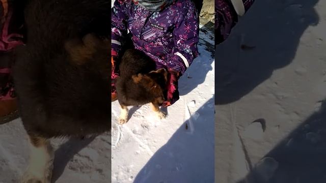 Лапочка с предприятия (Щенок в добрые руки) смотреть онлайн