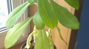 Почему на листьях авокадо появляются пятна.