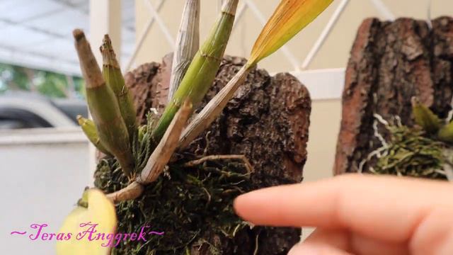 DENDROBIUM ENOBI PURPLE SPLASH смотреть онлайн