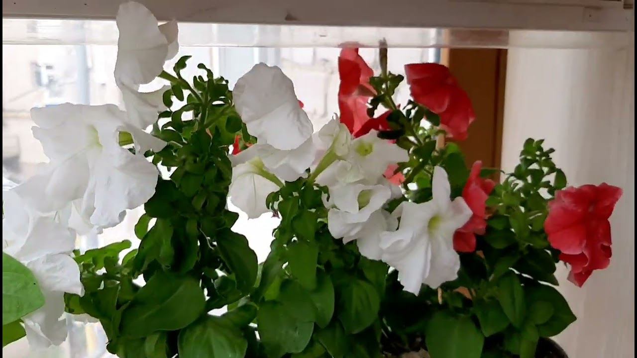 Дневник дачника 29 июня 2022 г. Петуния