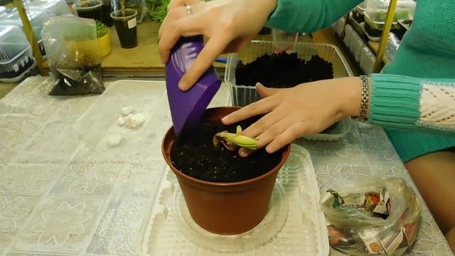 ???КАК ВЫРАСТИТЬ ЛИЛИЮ НА ОКНЕ ИЛИ НА БАЛКОНЕ, В КОМНАТНЫХ УСЛОВИЯХ ! смотреть онлайн