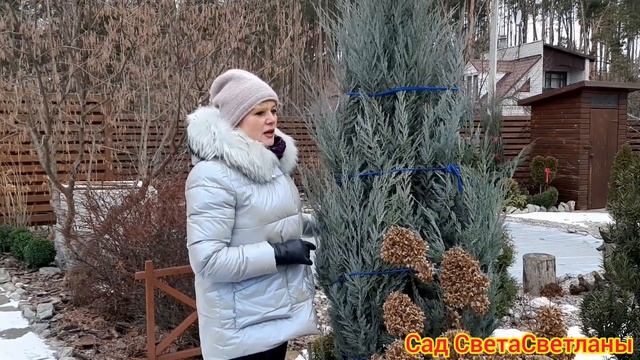 Как зимой в череночнике.Растения в горшках зимой.Хвойные в горшках.Сад.Ландшафтный дизайн.Дача . смотреть онлайн