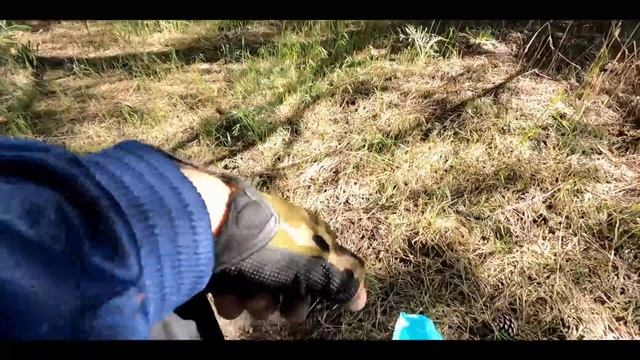 Грибы Пошли! Поход в лес! Сезон сбора Маслят В Разгаре! смотреть онлайн