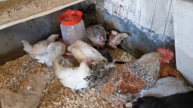 Навела порядок в курятнике. Куры довольны. смотреть онлайн