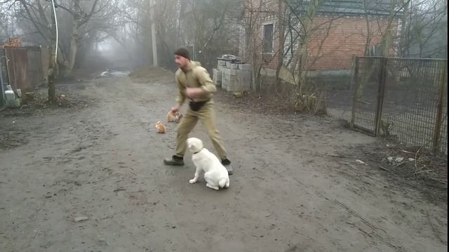 Алабай Команда ко мне/ 3 месяца Герда смотреть онлайн