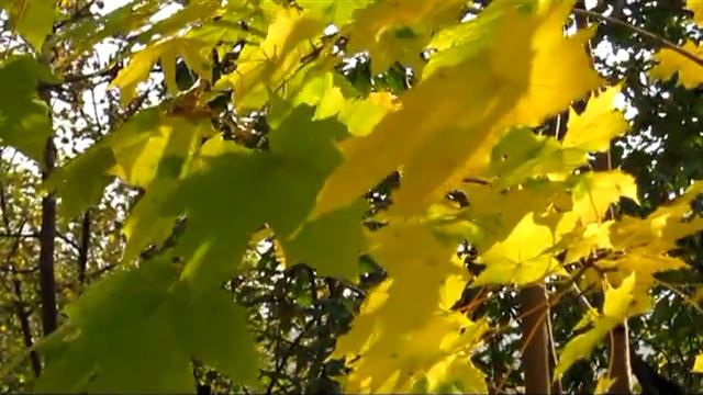 Осень С Никитин смотреть онлайн