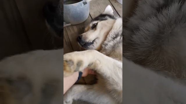 кто подбил #хаски Шансу глаз? смотреть онлайн