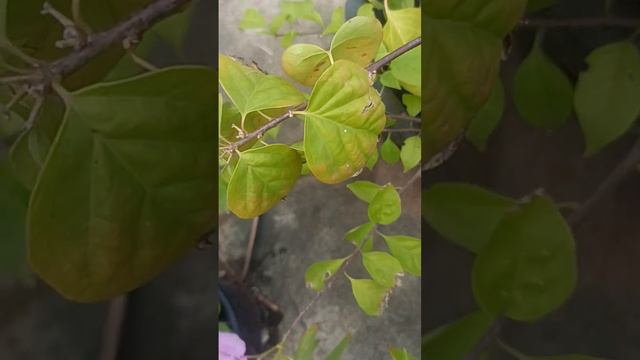 Bougainvilla chilly ice cream for sale. #flower #flowergarden #plant #bougainvilla #lavender #beaut смотреть онлайн