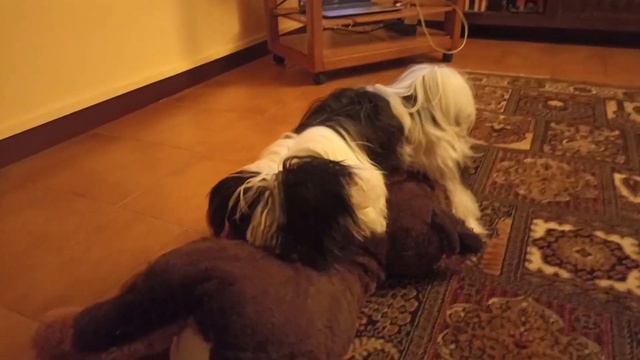 🐶🐕Бишон Кевин играет с плюшевой собакой🐶🐕 смотреть онлайн