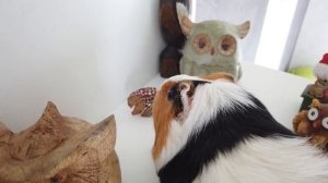 ЭКСТРЕМАЛЬНОЕ ОГРАБЛЕНИЕ ВЕРЫ Свинка Бузя и Кузя Ограбление Челлендж