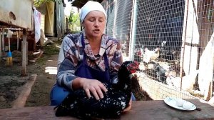 ЛИВЕНСКАЯ СИТЦЕВАЯ порода кур. В чем её особенность.