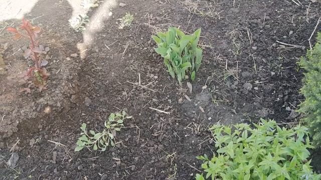 МОЙ ВЕСЕННИЙ ЦВЕТНИК смотреть онлайн