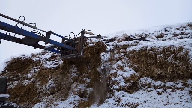 Силосный курган кукурузы зимой 2017 г качество выемки смотреть онлайн