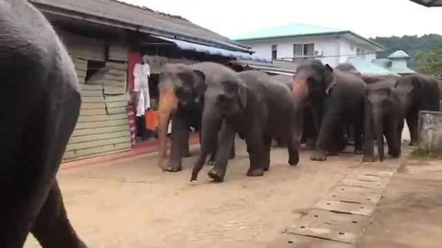 Pinnawala National Park | Srilanka смотреть онлайн