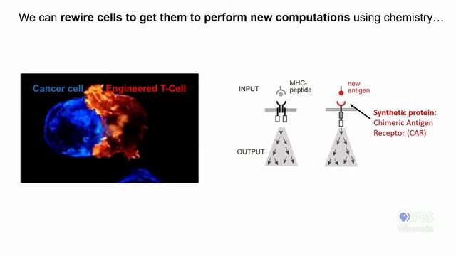 What Are Cells and Could They Be More? | University Place смотреть онлайн