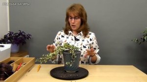 Бонсай из портулакарии в полукаскадном стиле (ч.1).