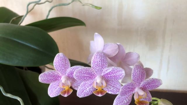 Орхидея Замбия (Zambia)