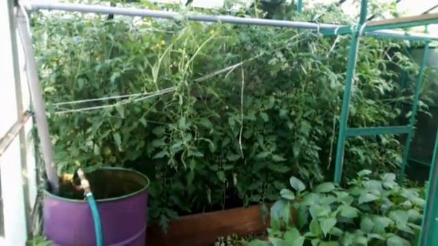 само полив парника