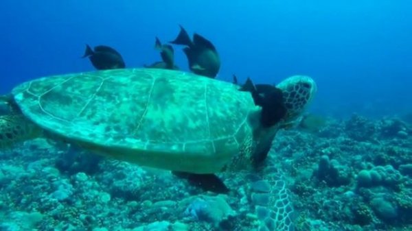 Морская жизнь - sea life