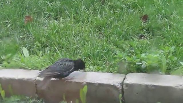 Скворец- киллер... смотреть онлайн