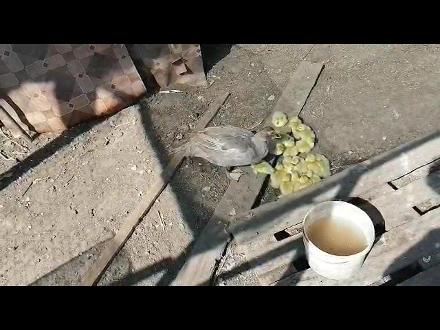 Кто хотел лавандовых утят, срочно звоните. смотреть онлайн