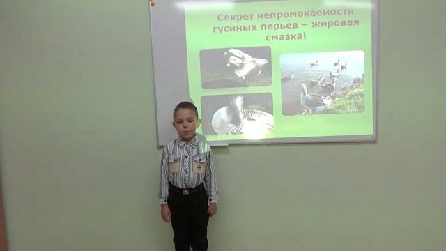 Исследовательская работа "Как с гуся вода" смотреть онлайн