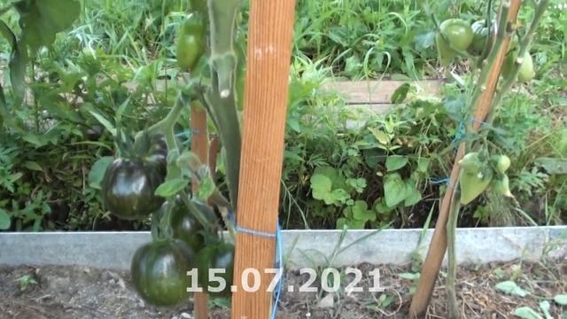 Томат Космическое Затмение сочная сладкая фруктовая нежность смотреть онлайн