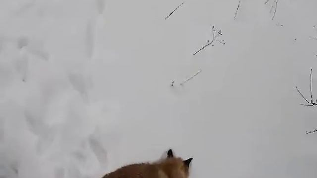 охота на лису с подхода зимой смотреть онлайн