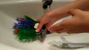 Как запустить аквариум для  Петушка или Бойцовской рыбки