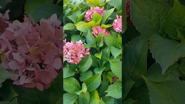 Hydrangea Macrophylla Garden Hortensia смотреть онлайн