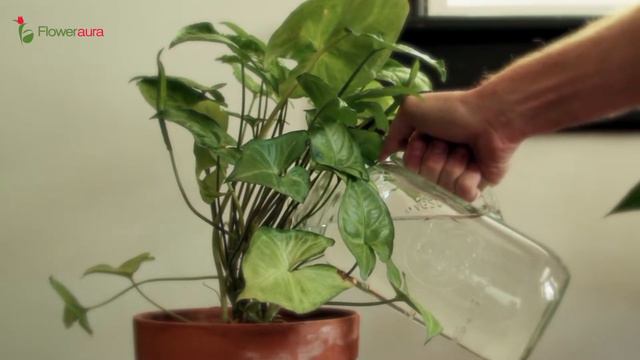 मरते हुए पौधे को कैसे बचाएं? How to save a plant from Dying | Plant Care Tips | Floweraura смотреть онлайн