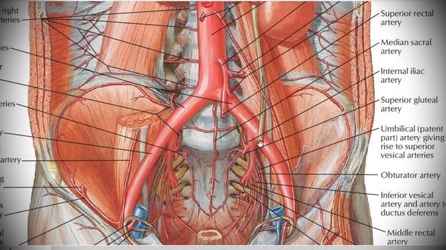 Анатомия с АВ. Грудная и брюшная аорта (aorta thoracica et abdominalis). смотреть онлайн