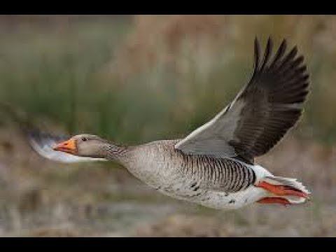 Весенняя провокация № 3.