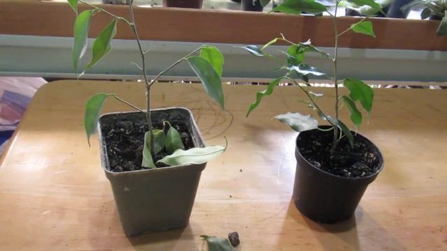 ФИКУС БЕНДЖАМИНА СБРАСЫВАЕТ ЛИСТЬЯ. что делать ? смотреть онлайн