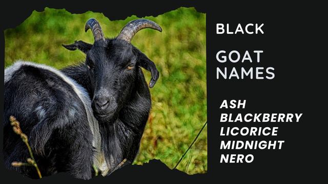 55 Best Goat Names (Cute, Famous, Girl, Boy, Black, Twin) смотреть онлайн