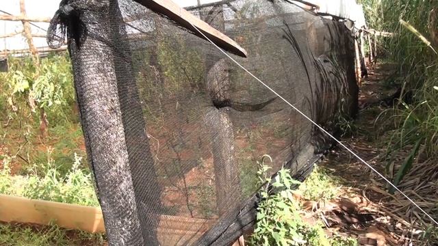 Construcción y manejo de invernaderos смотреть онлайн