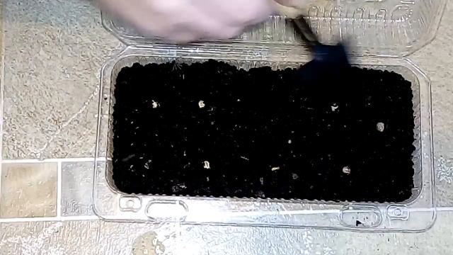 Сажаем на рассаду цветы - Настурция Аляска смотреть онлайн