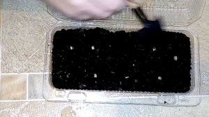 Сажаем на рассаду цветы - Настурция Аляска