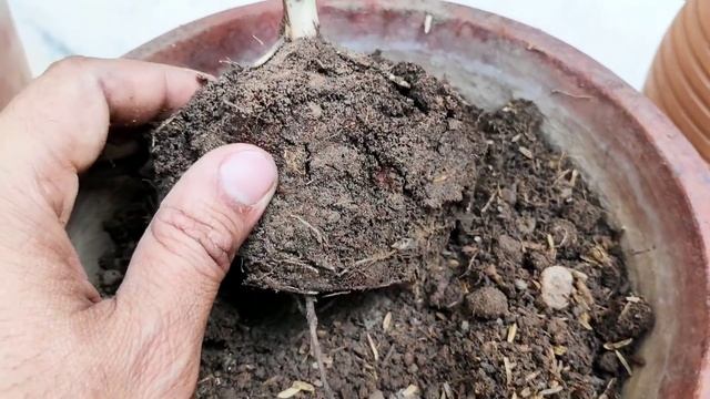 Best plant for balcony garden Calathea Zebrina care, सालभर चलने वाला परमानेंट पौधा Common houseplan смотреть онлайн