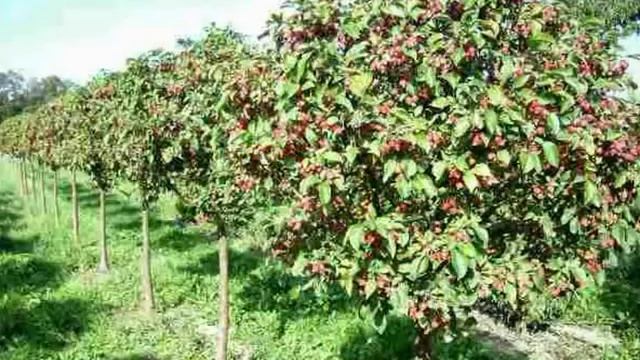 Опрыскиватели Садко смотреть онлайн