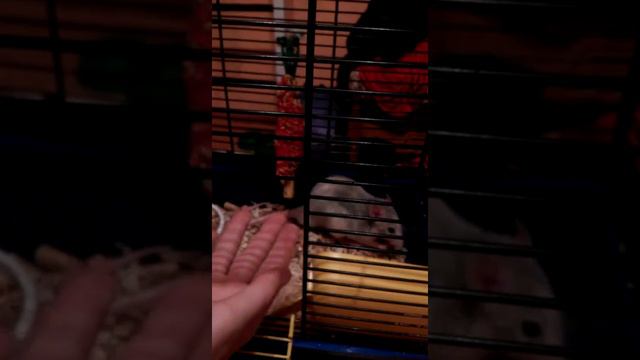 Моя крыса жорик смотреть онлайн