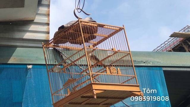 Chào Mào 3 4 Năm Lồng Chỉ 900k - Tôm Ferrari - Video 15 смотреть онлайн