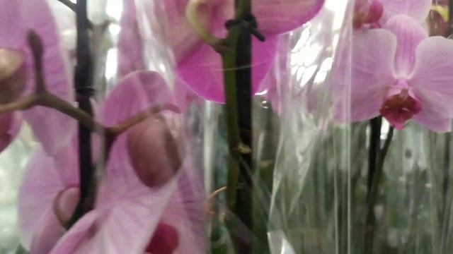 Обзор ОРХИДЕЙ 🌸🌱 новый завоз в конце августа. Ассортимент, цены смотреть онлайн