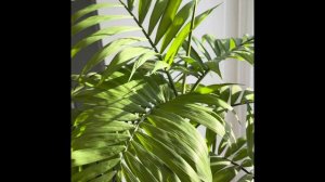 Хамедорея, Микроскоп, вредители.