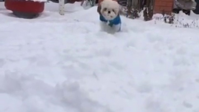 Собачка на снегу в замедлении смотреть онлайн