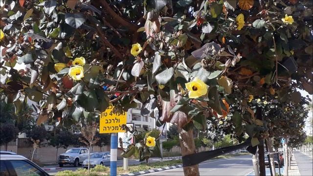 1.#Прогулки по #Ашдоду.#Израиль.#Жакаранда,#мирт.#Israel.